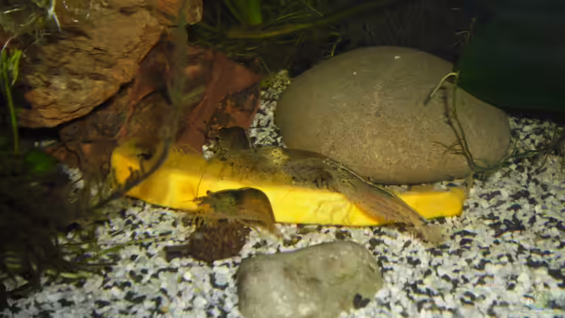 Besatz im Aquarium Becken 27826 (Nur noch als Beispiel) von Ruppinho (52)