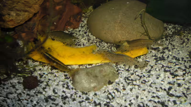 Besatz im Aquarium Becken 27826 (Nur noch als Beispiel) von Ruppinho (54)