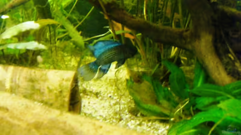 Besatz im Aquarium Becken 27845 von Jürgenzwei (4)