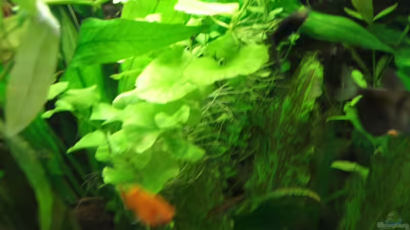 Besatz im Aquarium Becken 2785 von Mario Cindric (10)