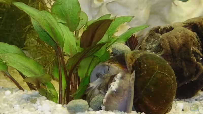 Besatz im Aquarium Becken 2785 von Mario Cindric (9)