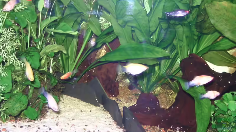 Besatz im Aquarium Becken 27881..2022 aufgelöst! von Daggi Mittag (9)