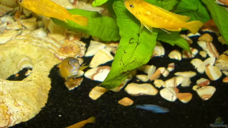 Besatz im Aquarium Becken 2794 von Ralph Schulz (5)