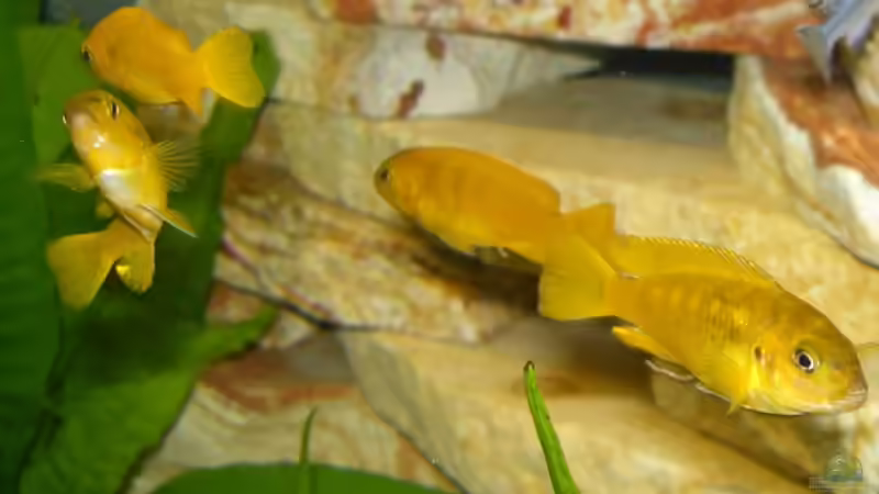 Besatz im Aquarium Becken 2794 von Ralph Schulz (6)