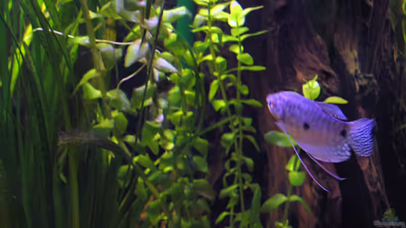 Besatz im Aquarium Becken 2794 von Ralph Schulz (7)