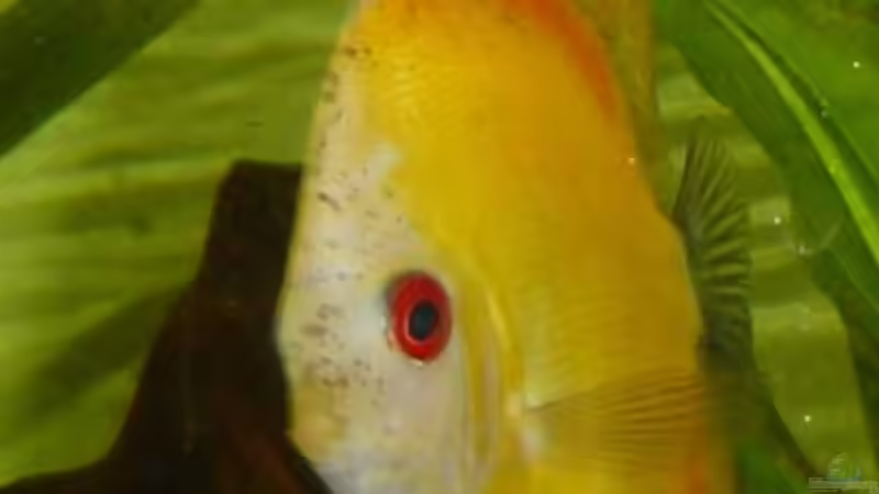 Besatz im Aquarium Becken 2795 von Andreas Kneissler (3)