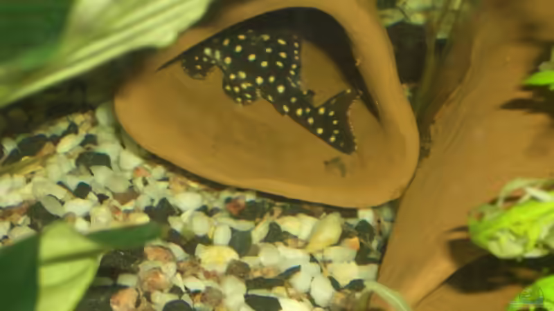 Besatz im Aquarium Becken 2795 von Andreas Kneissler (4)