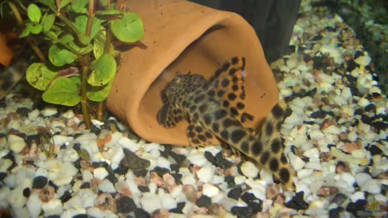 Besatz im Aquarium Becken 2795 von Andreas Kneissler (5)