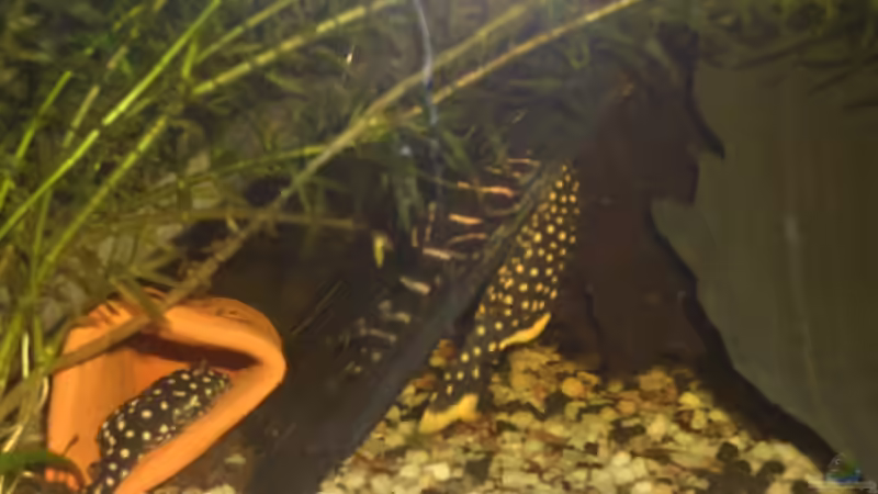 Besatz im Aquarium Becken 2795 von Andreas Kneissler (6)