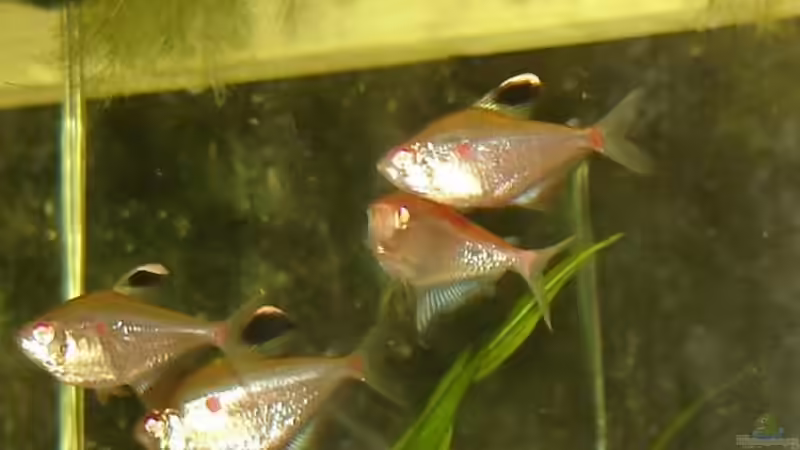 Besatz im Aquarium Becken 2795 von Andreas Kneissler (7)