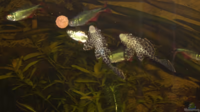 Besatz im Aquarium Becken 2795 von Andreas Kneissler (9)