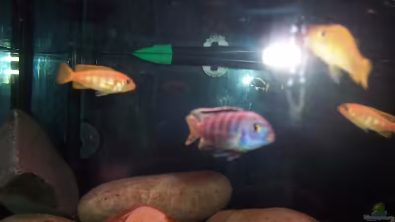 Besatz im Aquarium Becken 2798 von Michael Schillerwein (14)