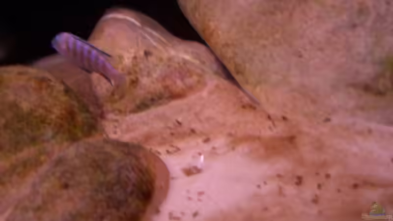 Besatz im Aquarium Becken 2798 von Michael Schillerwein (15)