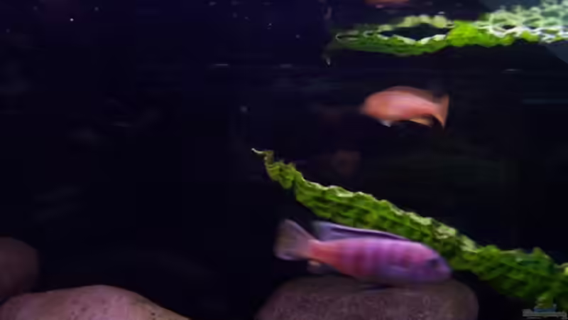 Besatz im Aquarium Becken 2798 von Michael Schillerwein (16)