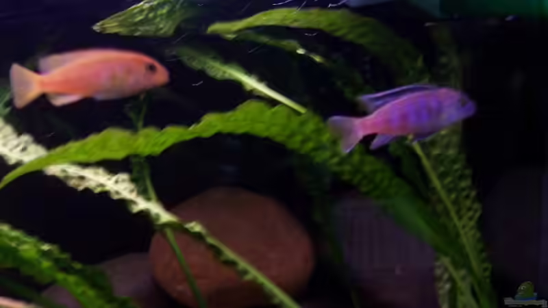 Besatz im Aquarium Becken 2798 von Michael Schillerwein (17)