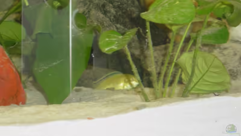 Besatz im Aquarium Becken 2803 von Claudio Zeitler (7)