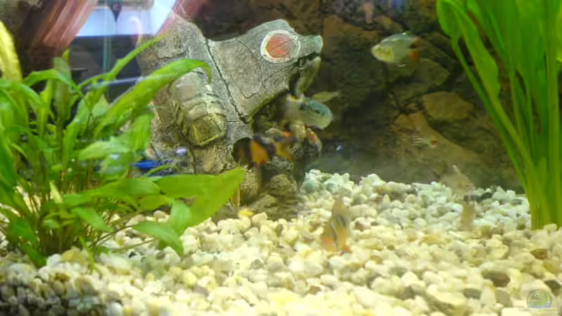 Besatz im Aquarium Becken 2821 von Jörg Stegink (10)