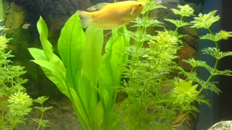 Besatz im Aquarium Becken 2821 von Jörg Stegink (3) (12)