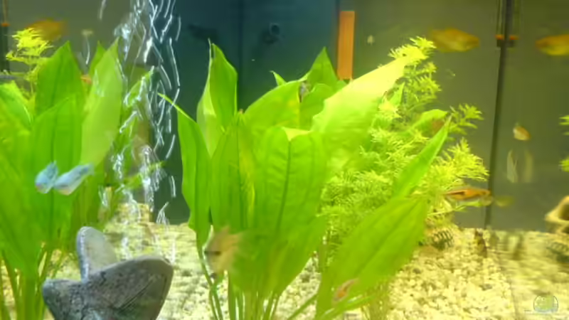 Besatz im Aquarium Becken 2821 von Jörg Stegink (5) (13)