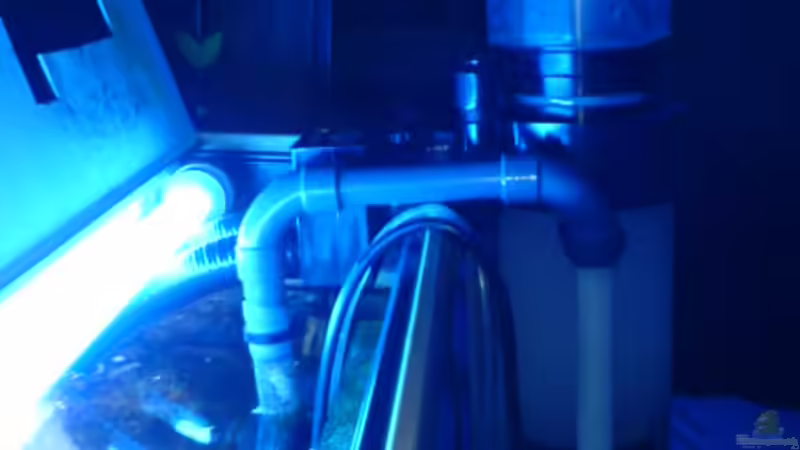 Besatz im Aquarium Becken 2821 von Jörg Stegink (9)