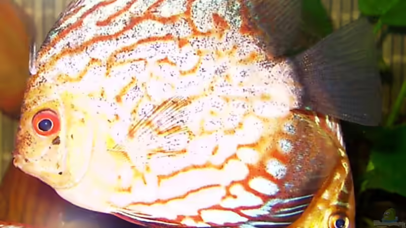 Besatz im Aquarium Becken 2829 von Sascha Hentrich (4)