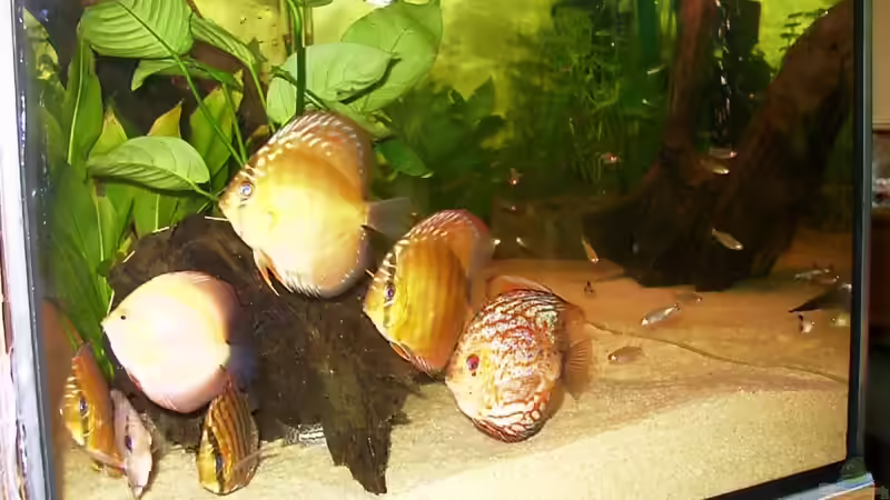 Besatz im Aquarium Becken 2829 von Sascha Hentrich (5)