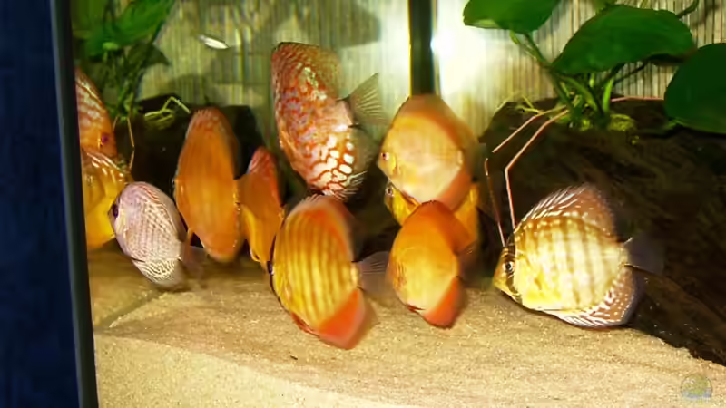 Besatz im Aquarium Becken 2829 von Sascha Hentrich (6)