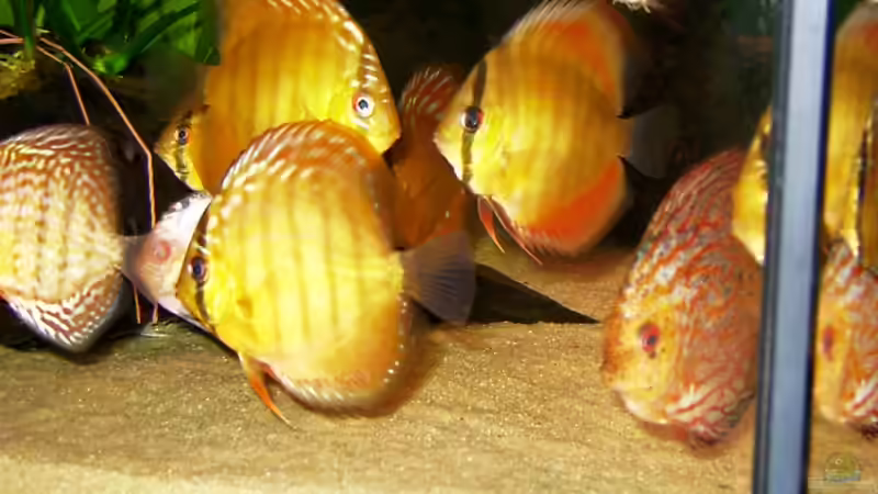 Besatz im Aquarium Becken 2829 von Sascha Hentrich (7)