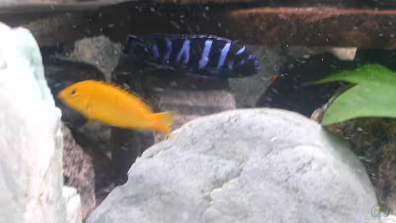 Besatz im Aquarium Becken 283 von Walter Auburger (11)