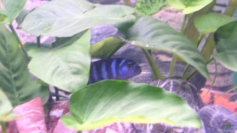 Besatz im Aquarium Becken 283 von Walter Auburger (12)