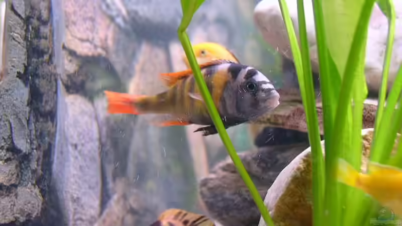 Besatz im Aquarium Becken 283 von Walter Auburger (8)