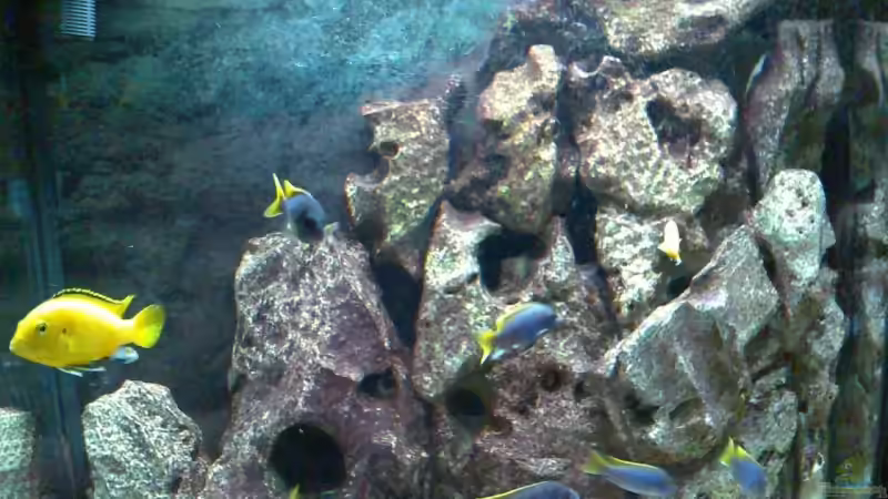 Besatz im Aquarium Becken 2839 von Michael Grube (10)