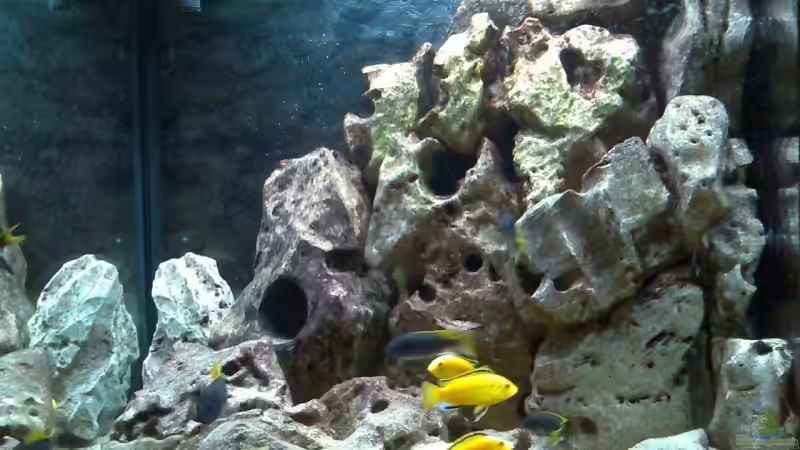 Besatz im Aquarium Becken 2839 von Michael Grube (11)