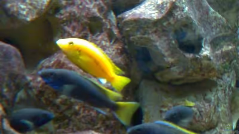 Besatz im Aquarium Becken 2839 von Michael Grube (12)