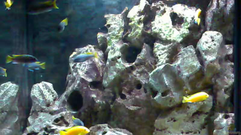 Besatz im Aquarium Becken 2839 von Michael Grube (9)