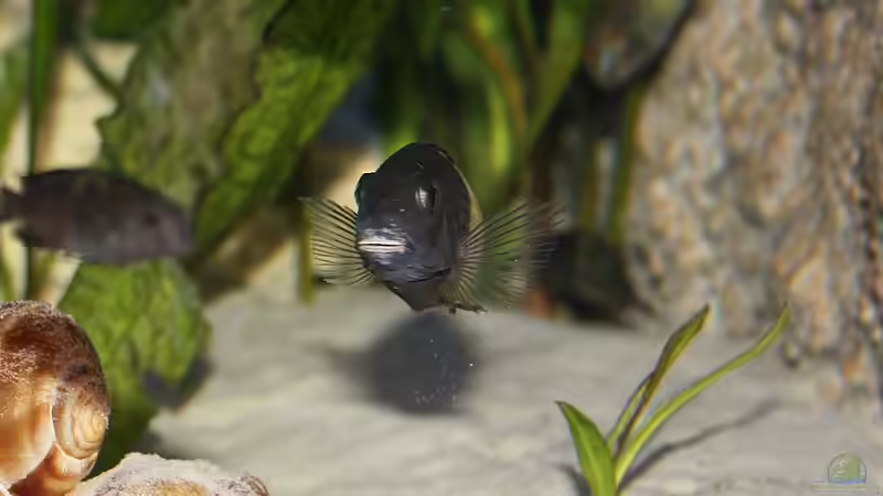 Besatz im Aquarium Becken 2846 von Maik Kämmerer (3)