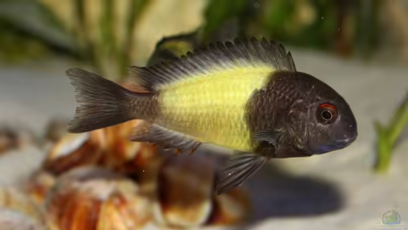 Besatz im Aquarium Becken 2846 von Maik Kämmerer (4)