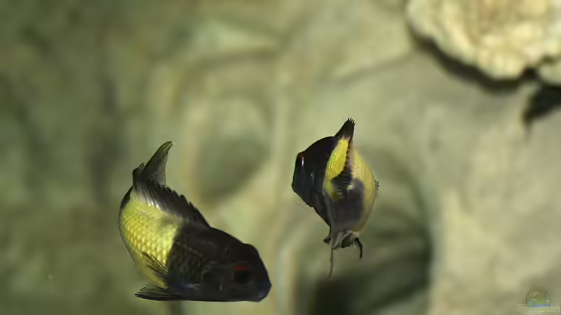 Besatz im Aquarium Becken 2846 von Maik Kämmerer (5)