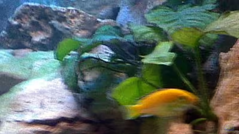 Besatz im Aquarium Becken 2847 von Sören Petersen (16)