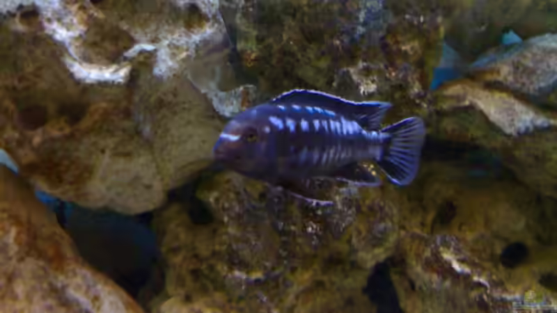 Besatz im Aquarium Becken 2847 von Sören Petersen (19)