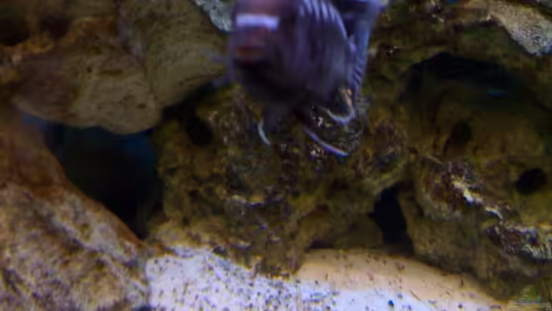 Besatz im Aquarium Becken 2847 von Sören Petersen (20)