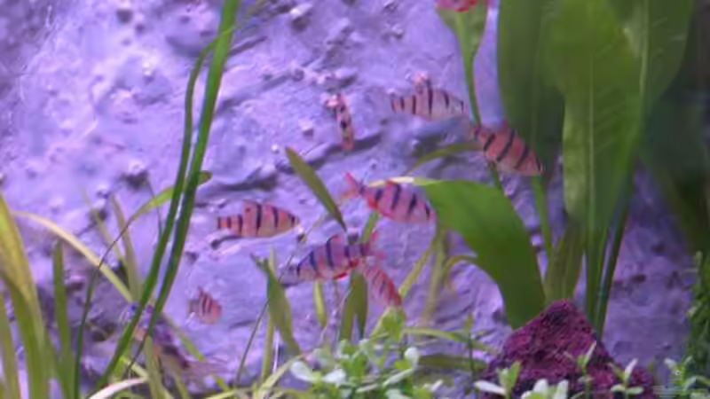 Besatz im Aquarium Becken 2849 von Vanessa Ungethüm (4)