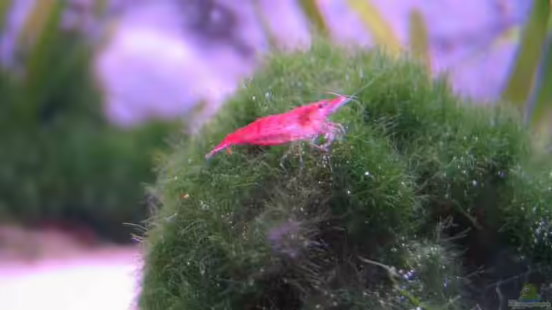 Besatz im Aquarium Becken 2849 von Vanessa Ungethüm (5)