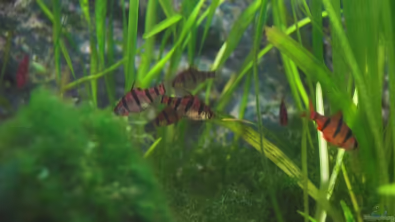 Besatz im Aquarium Becken 2849 von Vanessa Ungethüm (6)