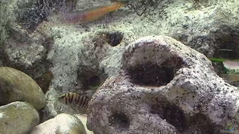 Besatz im Aquarium Becken 285 von Ralf Romer (10)