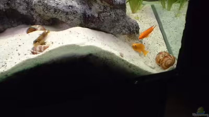 Besatz im Aquarium Becken 285 von Ralf Romer (11)