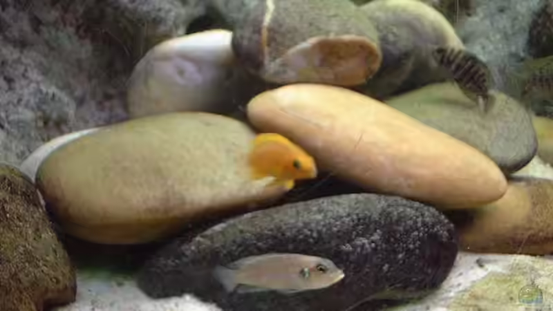 Besatz im Aquarium Becken 285 von Ralf Romer (5)