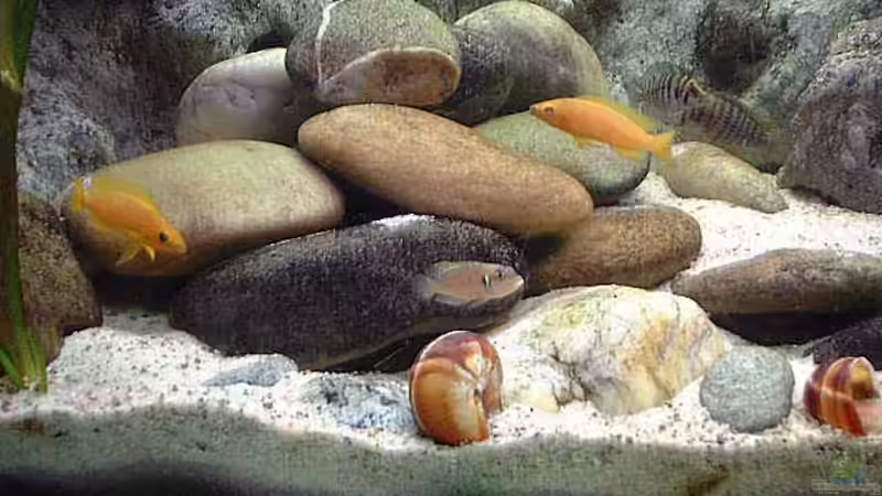 Besatz im Aquarium Becken 285 von Ralf Romer (6)