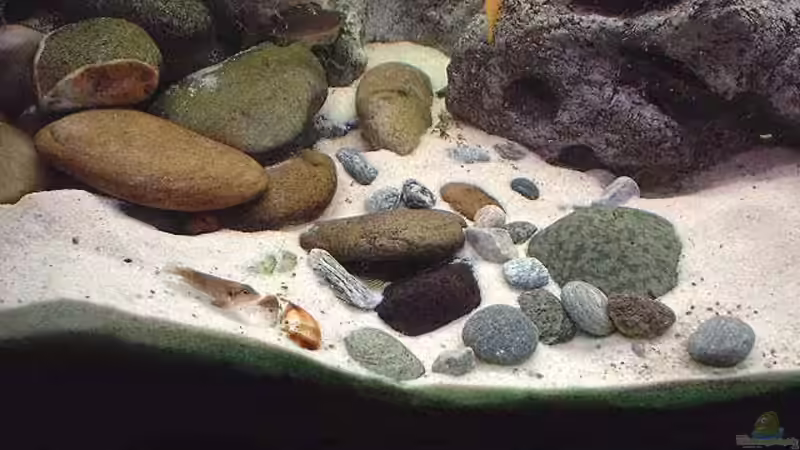 Besatz im Aquarium Becken 285 von Ralf Romer (7)