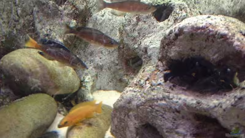 Besatz im Aquarium Becken 285 von Ralf Romer (8)